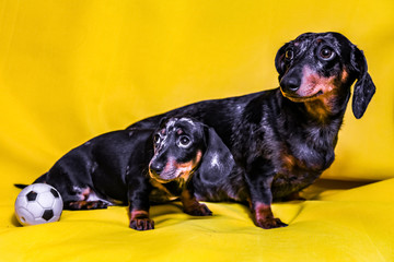 Puppy Dachshund on a yellow background