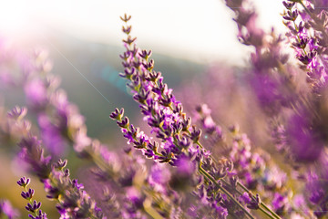 Selective focus on lavender flower in flower garden