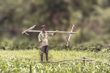 Asian farmer carries a wooden plough in a rice field.