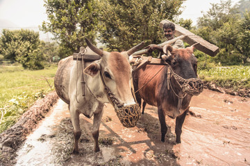 Indian farmer ploughing his fields