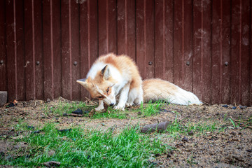 Portrait of golden fox