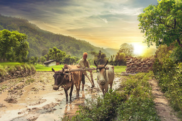 Farmer ploughing rice field at sunrise