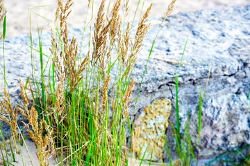 Yellow, dry reeds swaying in the wind. Warm summer time.