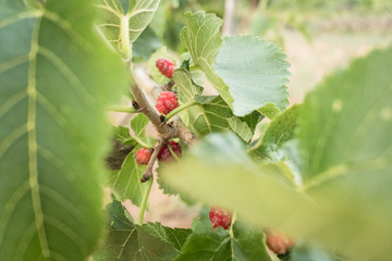 Mulberry tree. Red unripe berries on a branch