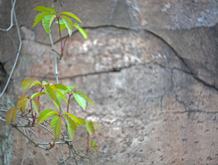 Green leaves on the blurred background of the old cracked wall
