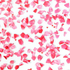 Flowers background. petals pattern of pink roses and red hearts  on a white background. top view