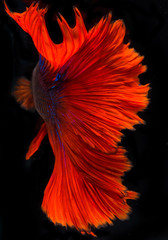 Fototapeta premium Halfmoon betta fish, siamese fighting fish, Capture moving of fish, Betta splendens