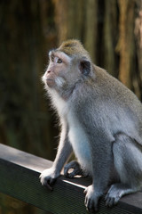 a little monkey view