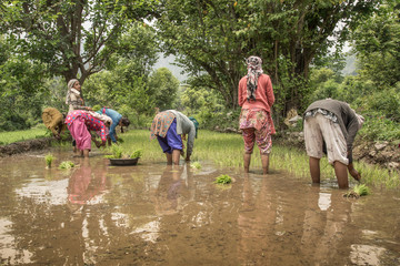 Indian Woman farmer planting rice seedlings in the rice paddy field.