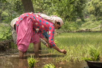Women Planting Rice Paddies