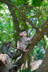 a little monkey view