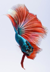Halfmoon betta fish, siamese fighting fish, Capture moving of fish, Betta splendens