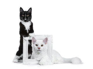 Duo of black with white and solid white Maine Coon cat kitten sitting beside and laying through a white photo frame, looking to lens isolated on white background 