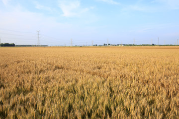 wheat mature