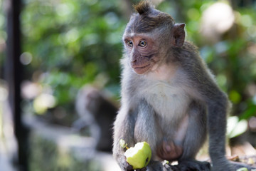 a little monkey view