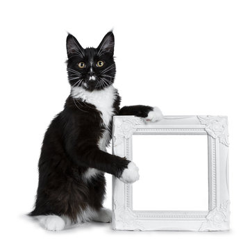 Black with white Maine Coon cat kitten sitting beside and holding a white photo frame, looking to lens isolated on white background 