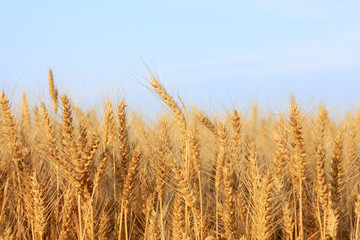 wheat mature