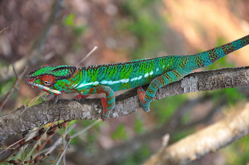 chamaeleon furcifer pardalis