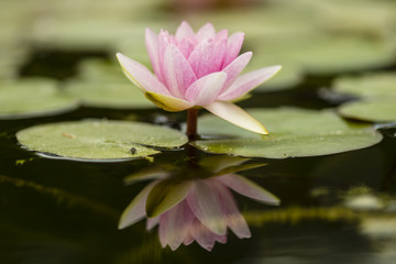 Flowers of waterlily plant