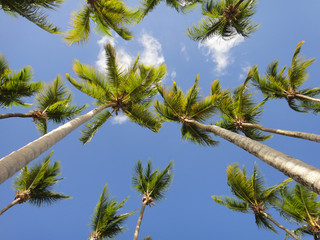 Obraz na płótnie Canvas Beautiful tropical beach with palm trees