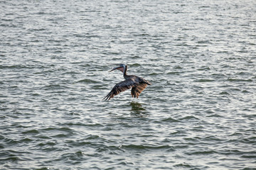 Brown Pelican catches fish thrown by tourists on the deck of the ship - Texas, USA