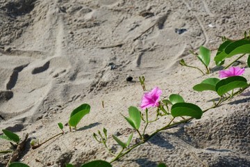 Pink morning glory flowers with green leaves on the beach in summer time. Nature background concept.