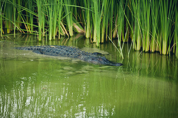 Fototapeta Aligator - Texas, USA obraz