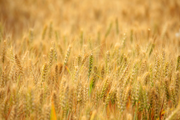 wheat mature