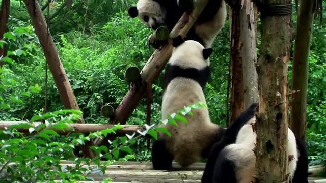  cute giant panda bear playing and eating in wildlife zoo