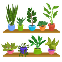 Fototapeta na wymiar Two wooden shelves with various houseplants. Decorative indoor plants in ceramic pots. Natural elements for home decor. Flat vector design