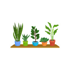 Flat vector set of different houseplants on wooden shelf. Decorative plants in colorful ceramic flowerpots