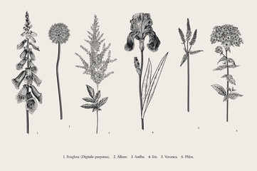 Set garden flowers. Classical botanical illustration. Foxglove, Allium, Astilbe, Iris, Veronica, Phlox. Black and white © OlgaKorneeva