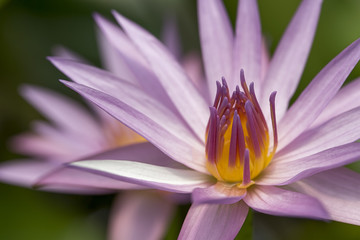 Single Lotus flower