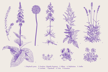 Set garden flowers. Classical botanical illustration. Ultraviolet - obrazy, fototapety, plakaty