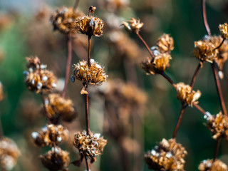 Dry stems of a plant with seeds. Dried plant.
