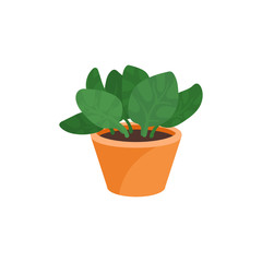 Flat vector icon of peperomia plant in brown ceramic pot. Small decorative houseplant with wide green leaves