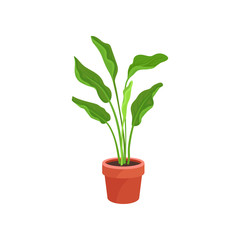 Spathiphyllum or peace lily in brown ceramic pot. Houseplant with long bright green leaves. Flat vector element of home decoration