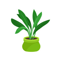 Flat vector icon of aspidistra plant with long foliage. Houseplant in bright green ceramic pot. Element for office or home interior