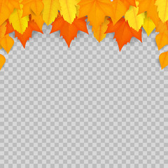 Autumn leaves. Design layout. Isolated on transparent background. Vector