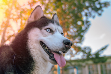 Close-Up Portrait Of Siberian Husky looking ahead, viewed from below.