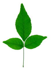 Naklejka na ściany i meble Bengal Quince leaf.