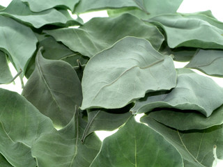 Dry leaves of Vitex trifolia