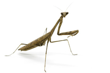 Image of Praying mantis (Stagmomantis carolina) on white background. Insect. Animal