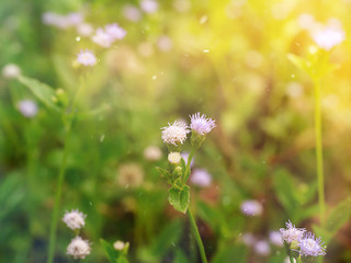 Close up soft violet flower grass.