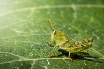 Image of Green little grasshopper on a green leaf. Insect. Animal