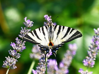 Segelfalter und Lavendel