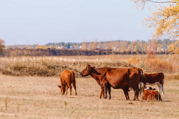 cow and calves graze in autumn on pasture
