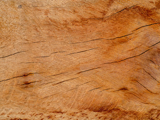 Texture of Eucalyptus wood background.