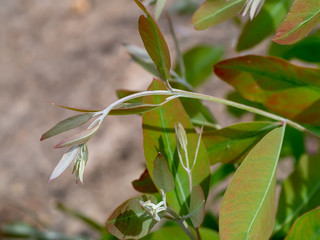 Eucalyptus tree growing.