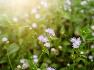 Close up soft violet flower grass.